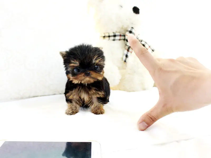 Cute Teacup Yorkie Puppies For Sale.